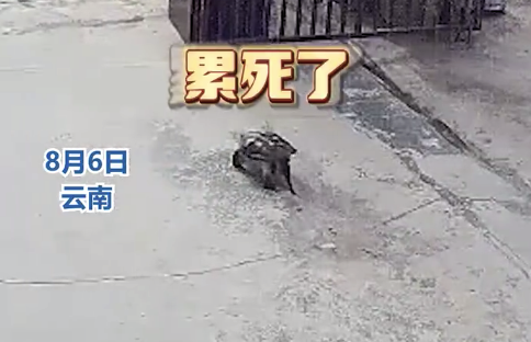 30斤鳄龟跑到家门口被路人抱走:已报警,希望捡到车主能归还必有酬谢