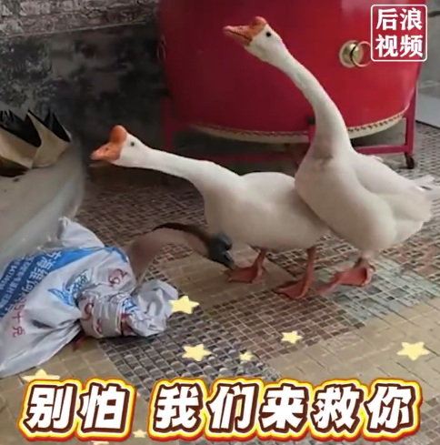 两只白鹅救了一只灰鹅!白鹅为待宰同伴求情老板花200买下