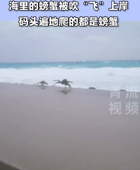 三沙的螃蟹被台风吹飞上岸 多少人留下羡慕的口水！