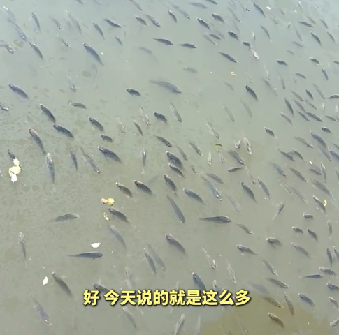 魚群聽到指令后秒下班 網(wǎng)友：怪不得釣不到 原來都培訓過