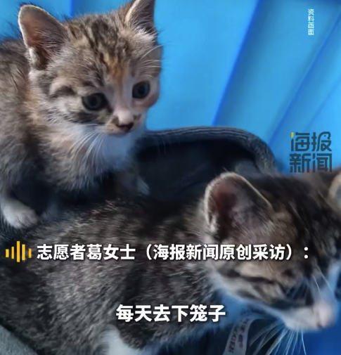 虐杀流浪猫9人群讨论如何杀猫！男子泄愤虐杀流浪猫被拘10日