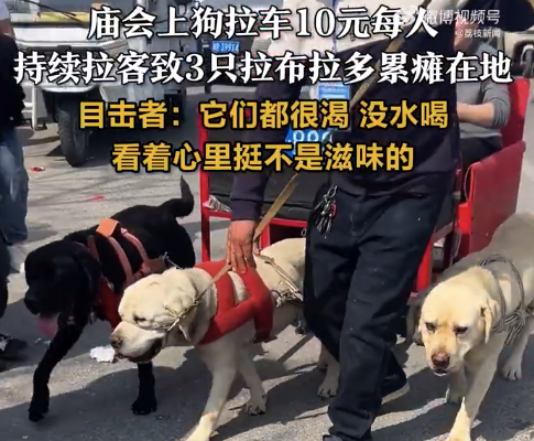 狗拉车10元每人3只拉布拉多累瘫 目击者：狗狗们都很渴，也没有水喝，看着心里很不是滋味