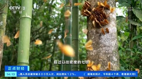 奇观再现 云南蝴蝶提前大爆发 生态盛景空前
