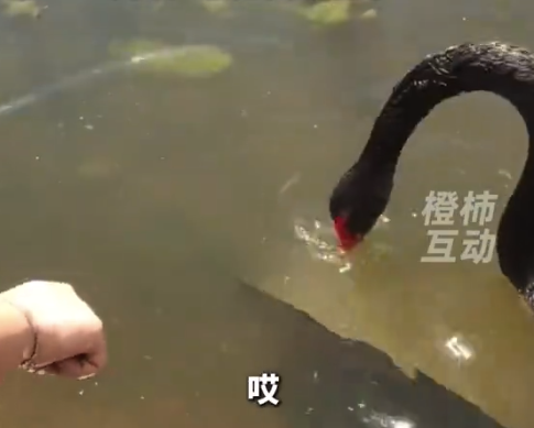 女生無障礙溝通黑天鵝撈起落水反光板 網(wǎng)友：感覺真聽懂了