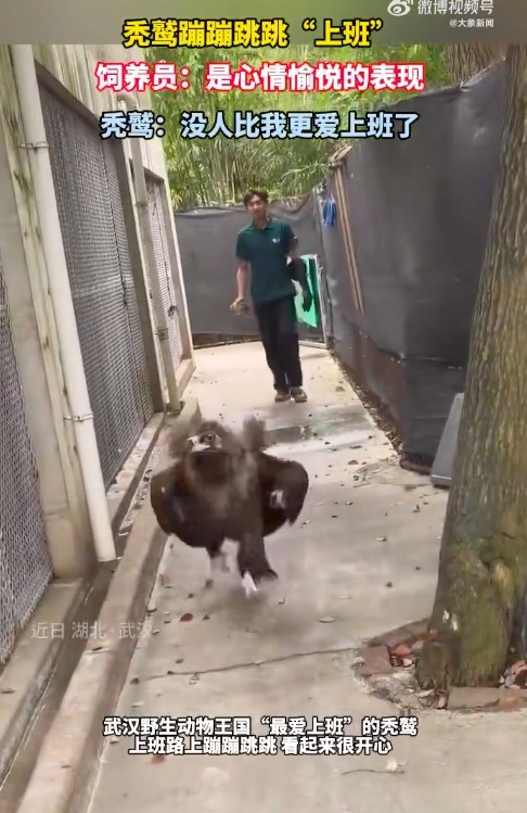 蹦蹦跳跳是秃鹫心情愉悦的表现