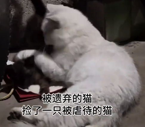 被遗弃的猫捡了一只被虐待的猫