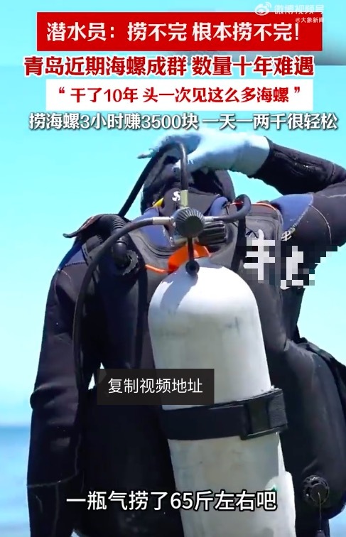 山东青岛海螺大爆发 潜水员：捞不完根本捞不完