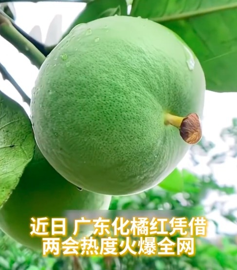 化橘红爆火后商家日销量翻5倍 成为新晋国民好物