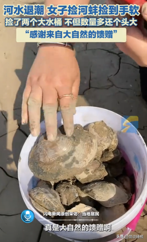 河水退潮女子捡河蚌捡到手软，河蚌又大又鲜