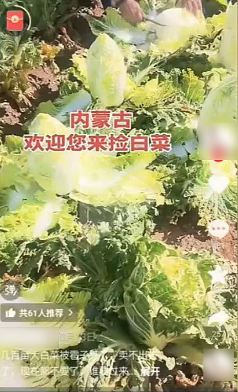 网络谣言引发白菜被“白采” 种植户的损失谁来赔