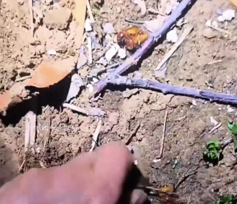 最近别的事先放放，抓“小胖孩”大军上山啦！