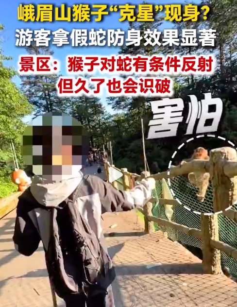 峨眉山猴子“克星”现身!游客拿假蛇防峨眉山猴子效果显著