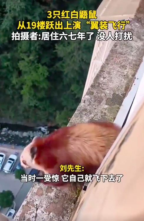 三只红白鼯鼠从19楼上演“翼装飞行” 拍摄者：居住六七年了，没人打扰