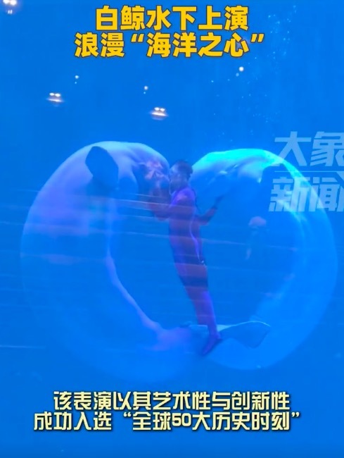 白鲸水下上演浪漫海洋之心 成无数游客心中“此生必看”浪漫奇观