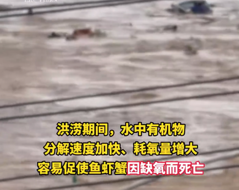 洪水里冲下来的鱼虾千万别吃 洪水里的鱼会受到哪些污染