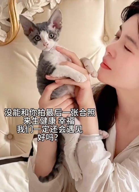 赵樱子的猫得猫瘟圆寂 发文称：一定要先带猫咪去宠物病院作念个体检！