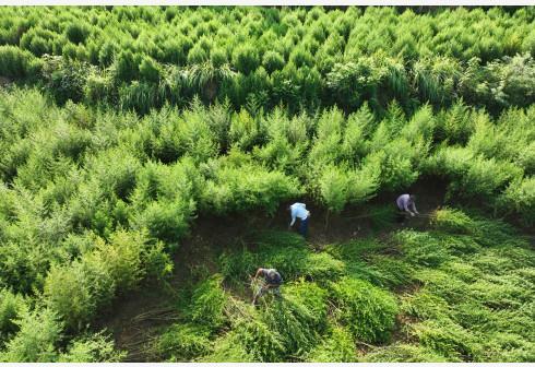非洲患者以为青蒿素是印度神药 中国发明非主导