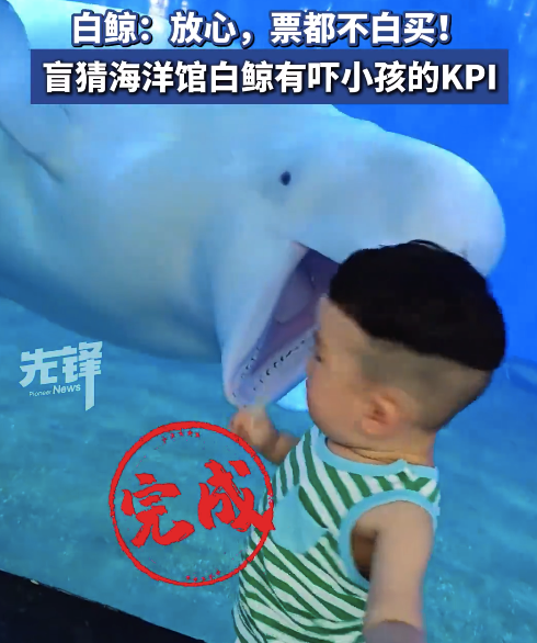 盲猜海洋馆白鲸有吓小孩的KPI！1岁萌娃直面白鲸巨大鬼脸手舞足蹈 
