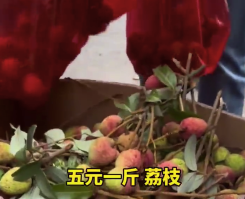 廣西人的荔枝自由有多爽？5元一斤,！玉林已有荔枝新鮮上市,！