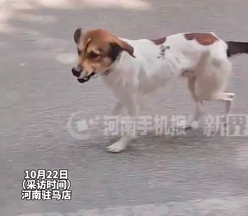 小狗走丢认出主人的房客紧追不放 女子被狗追1小时才发现是房东丢的