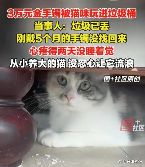 女子回應(yīng)金鐲子被貓推進(jìn)垃圾桶丟了 貓咪“完美作案”
