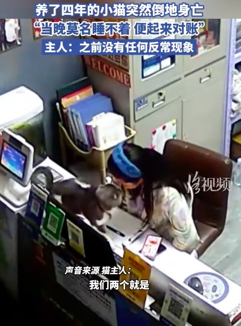 猫咪临死前跑到主人身边蹭头求摸