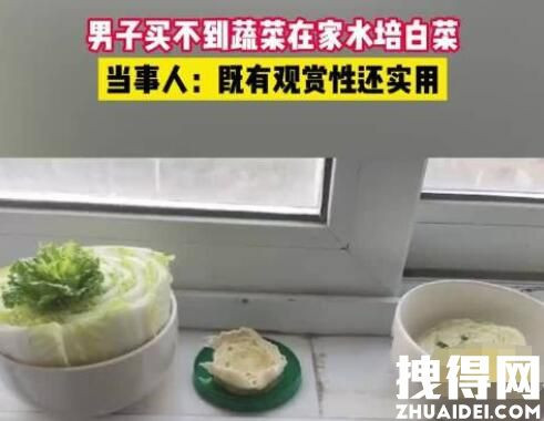 上海一男子买不到菜在家水培白菜：再过一周就可以吃了