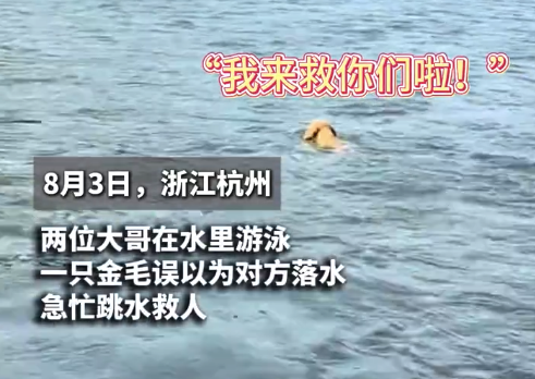 金毛幼犬误认落水者突破本能跳水救人 