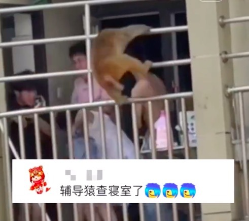 贵阳一高校惊现辅导猿查寝 同学吓出表情包