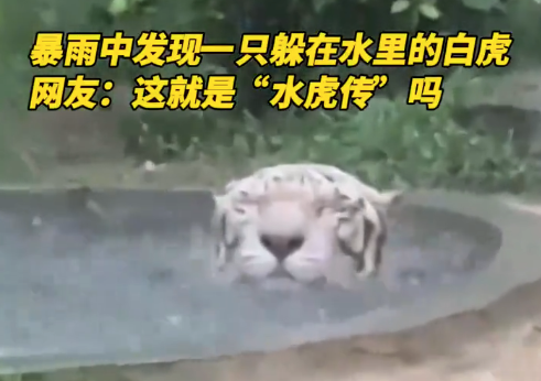 广东一动物园暴雨中上演