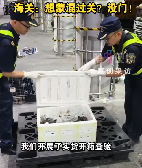 买青蟹送金条？活青蟹货车夹带19块金条