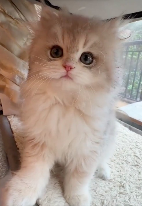 每天早上床头少了一只小猫