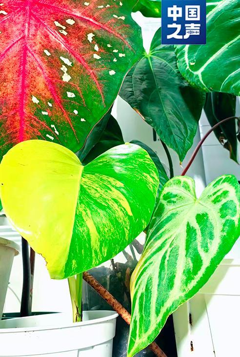 这种热植一片叶子卖上万元 “锦化”现象推高价格