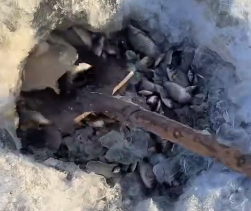 零下20度砸冰捕鱼的快乐谁懂 