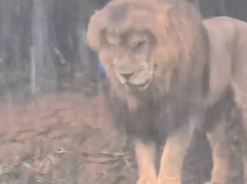 广州长隆野生动物园一只狮子在暴雨中纹丝不动坚持“营业”