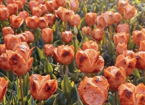 这郁金香的花语是“3块一根5块俩” 网友：我要那朵开的辣椒面最多的