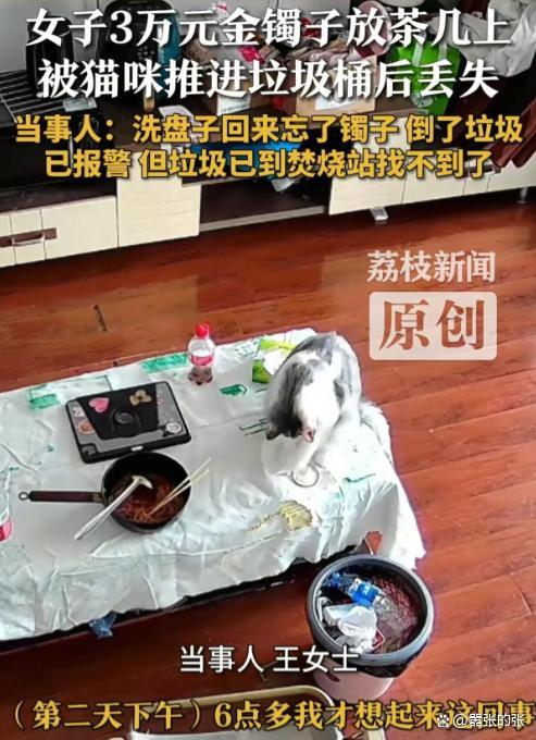 女子回應(yīng)金鐲子被貓推進(jìn)垃圾桶丟了 貓咪“完美作案”