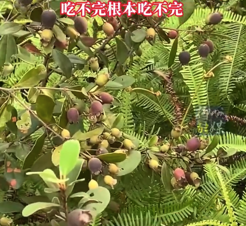 你吃过吗？两广人摘捻子根本停不下来