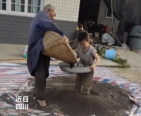 男孩假期帮爷爷干农活 小手熟练筛菜籽动作有模有样