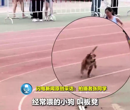 狗狗陪跑帮女生成功打破校记录：经常投喂它