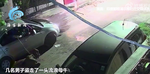 印度多名男子盗走一头流浪母牛：用绳子套住牛头 将其拖走塞进车后座