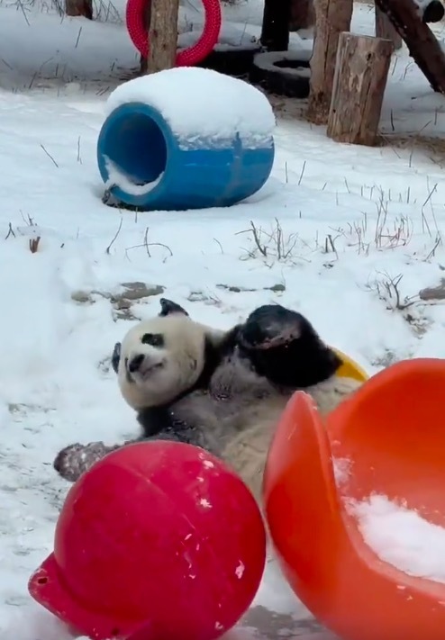 萌兰又成糖霜小熊了 可人值爆表！