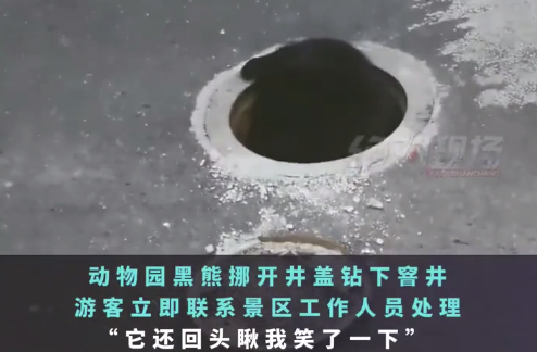 动物园黑熊挪开井盖钻下窨井 上演“狗熊大逃亡”