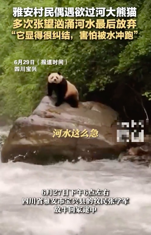 大熊猫多次张望汹涌河水后放弃过河 