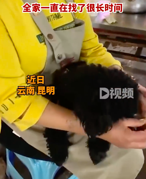 狗狗丢失月余跑回主人抱狗大哭