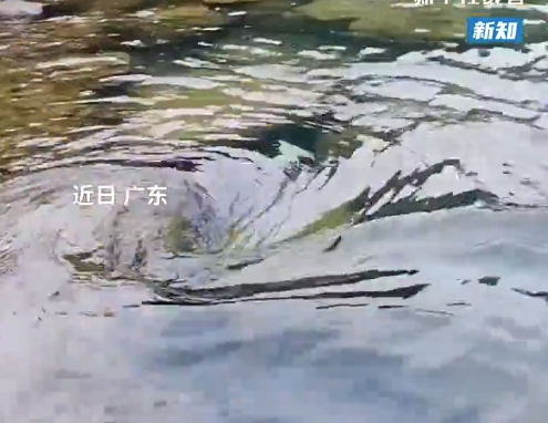 景色再美也不要輕易下水！河水暗藏漩渦男子險(xiǎn)被卷入