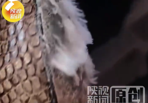 这雨下得！西安的雨让女子皮鞋底长白毛