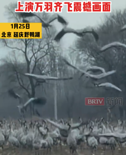 生态盛景！灰鹤翔集是北京生态保护最佳注脚
