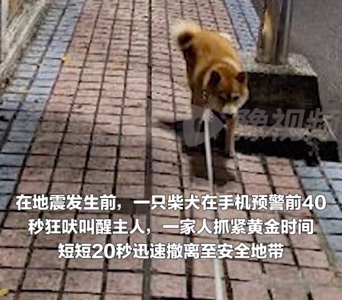 柳州地震前40秒狗狗吠叫预警救全家 柳州地震救援现场警犬全力搜救
