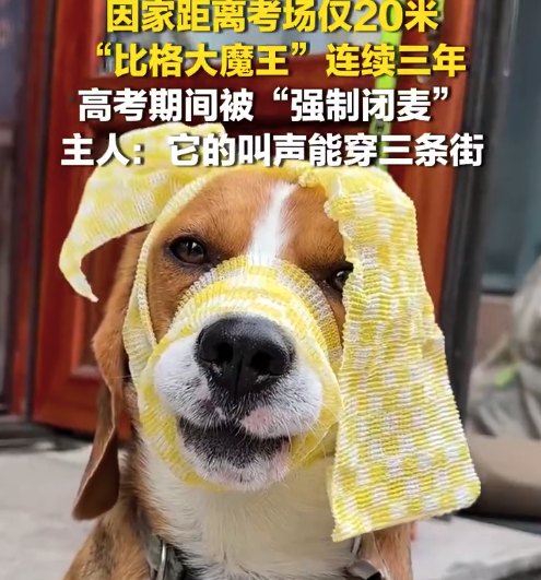 主人回應(yīng)比格高考期間被強(qiáng)制閉麥：它的叫聲能傳出三條街